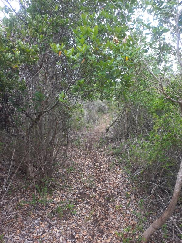 0 Bedroom Property for Sale in Wilderness Western Cape